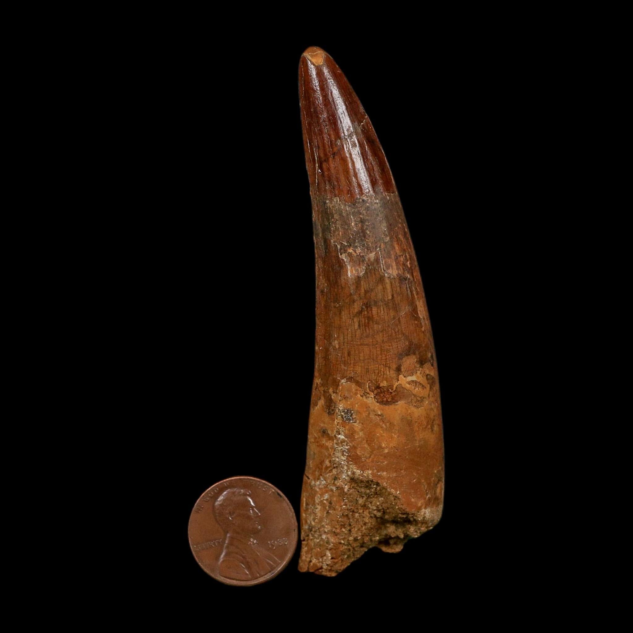 XL 3.5" Spinosaurus Fossil Tooth 100 Million Years Old Cretaceous Dinosaur COA