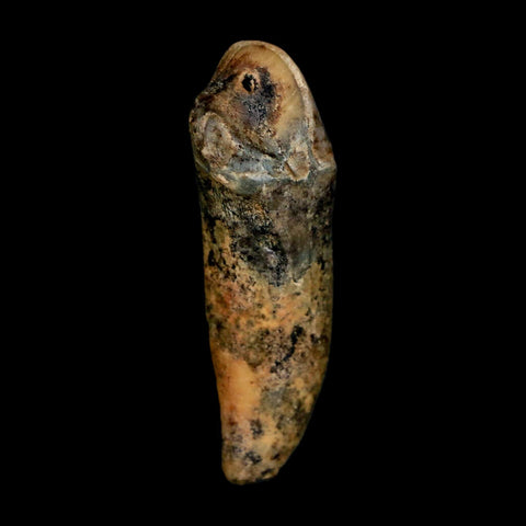 1.7" Extinct Cave Bear Ursus Spelaeus Incisor Tooth Rooted Pleistocene Age COA, Stand