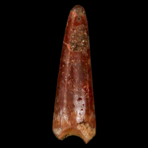 0.9" Pterosaur Coloborhynchus Fossil Tooth Upper Cretaceous Morocco COA, Display - Fossil Age Minerals