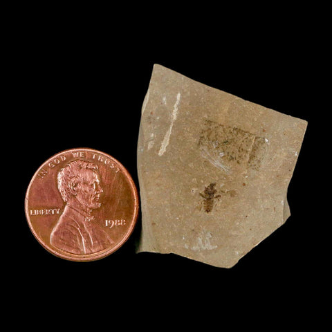 1.2" Fossil Beetle Insect Green River Formation Uintah County Utah Eocene Age - Fossil Age Minerals