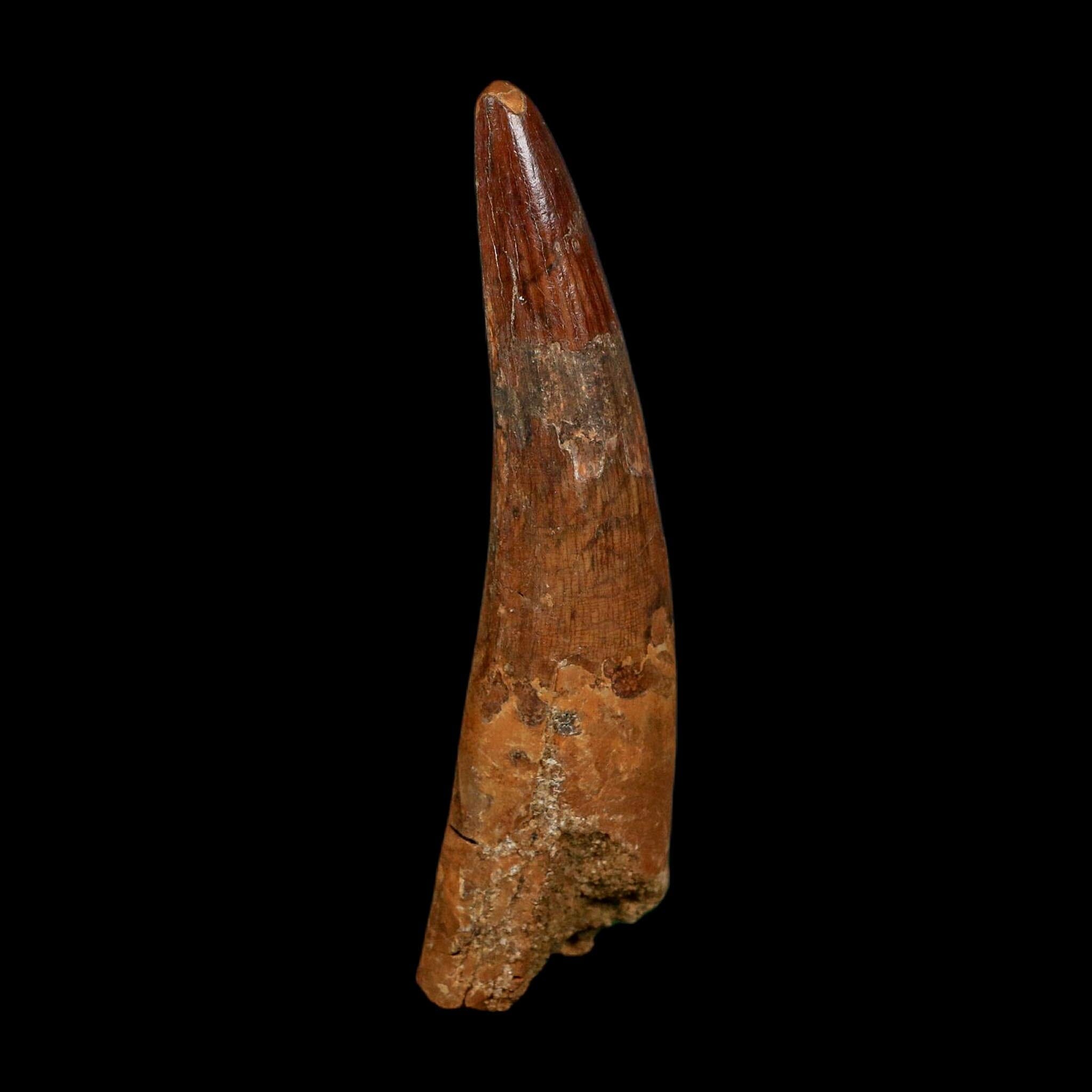 XL 3.5" Spinosaurus Fossil Tooth 100 Million Years Old Cretaceous Dinosaur COA