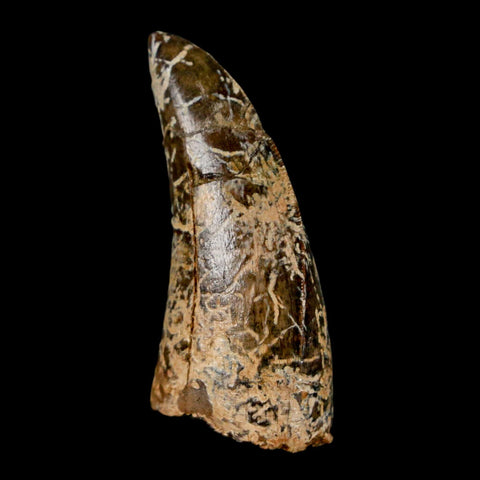 1.6" Tyrannosaurus Rex Fossil Tooth Lance Creek Cretaceous Dinosaur Wyoming COA - Fossil Age Minerals