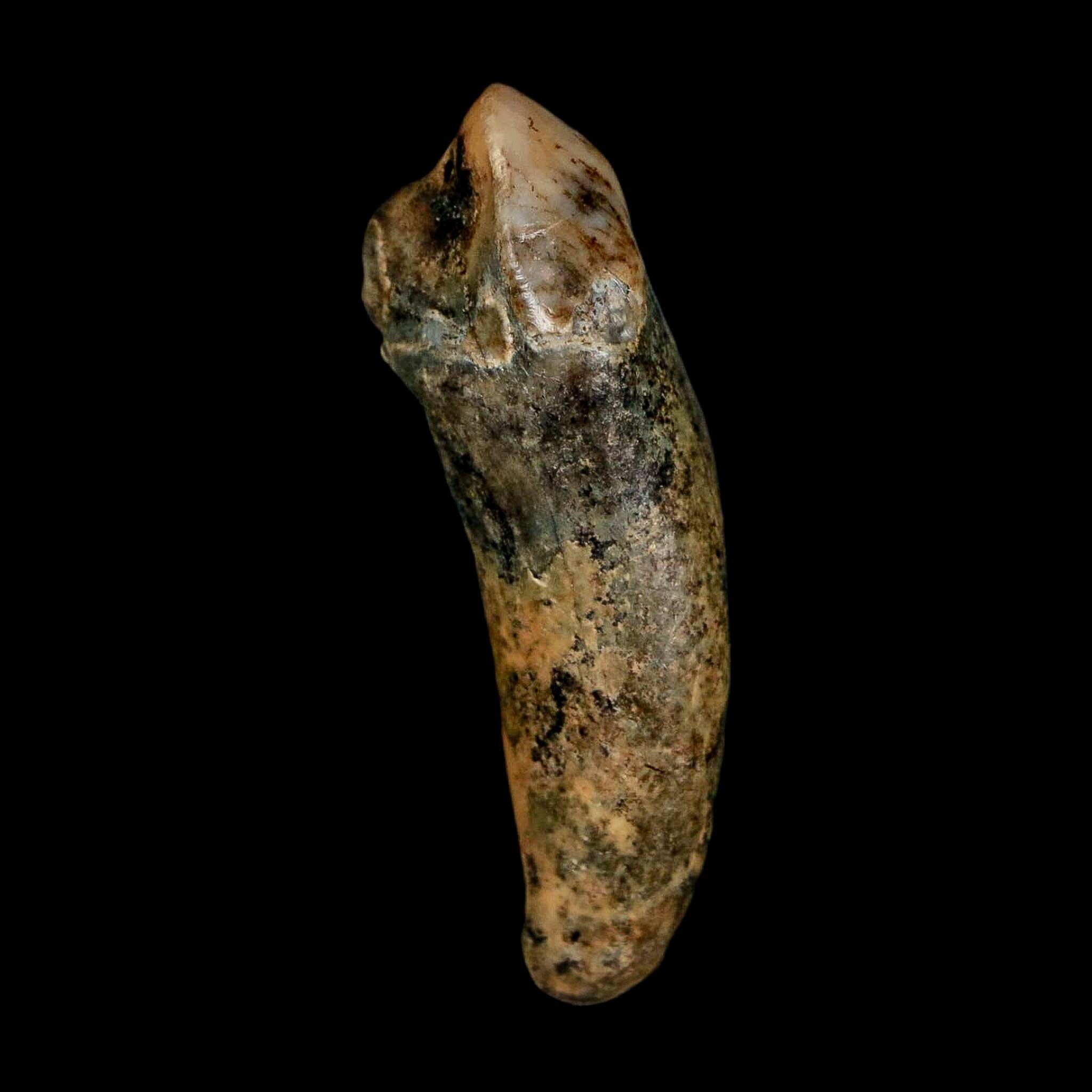 1.7" Extinct Cave Bear Ursus Spelaeus Incisor Tooth Rooted Pleistocene Age COA, Stand - Fossil Age Minerals