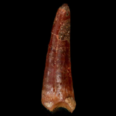 0.9" Pterosaur Coloborhynchus Fossil Tooth Upper Cretaceous Morocco COA, Display - Fossil Age Minerals
