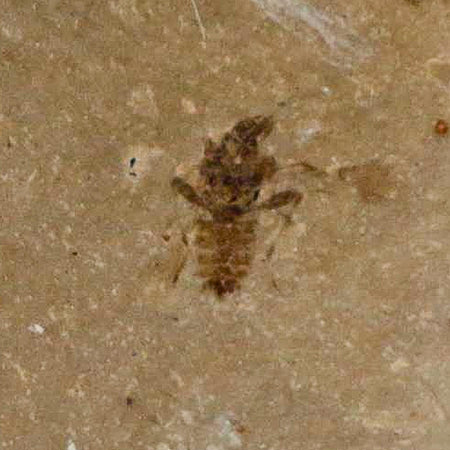 1.2" Fossil Beetle Insect Green River Formation Uintah County Utah Eocene Age