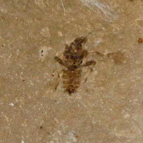 1.2" Fossil Beetle Insect Green River Formation Uintah County Utah Eocene Age - Fossil Age Minerals