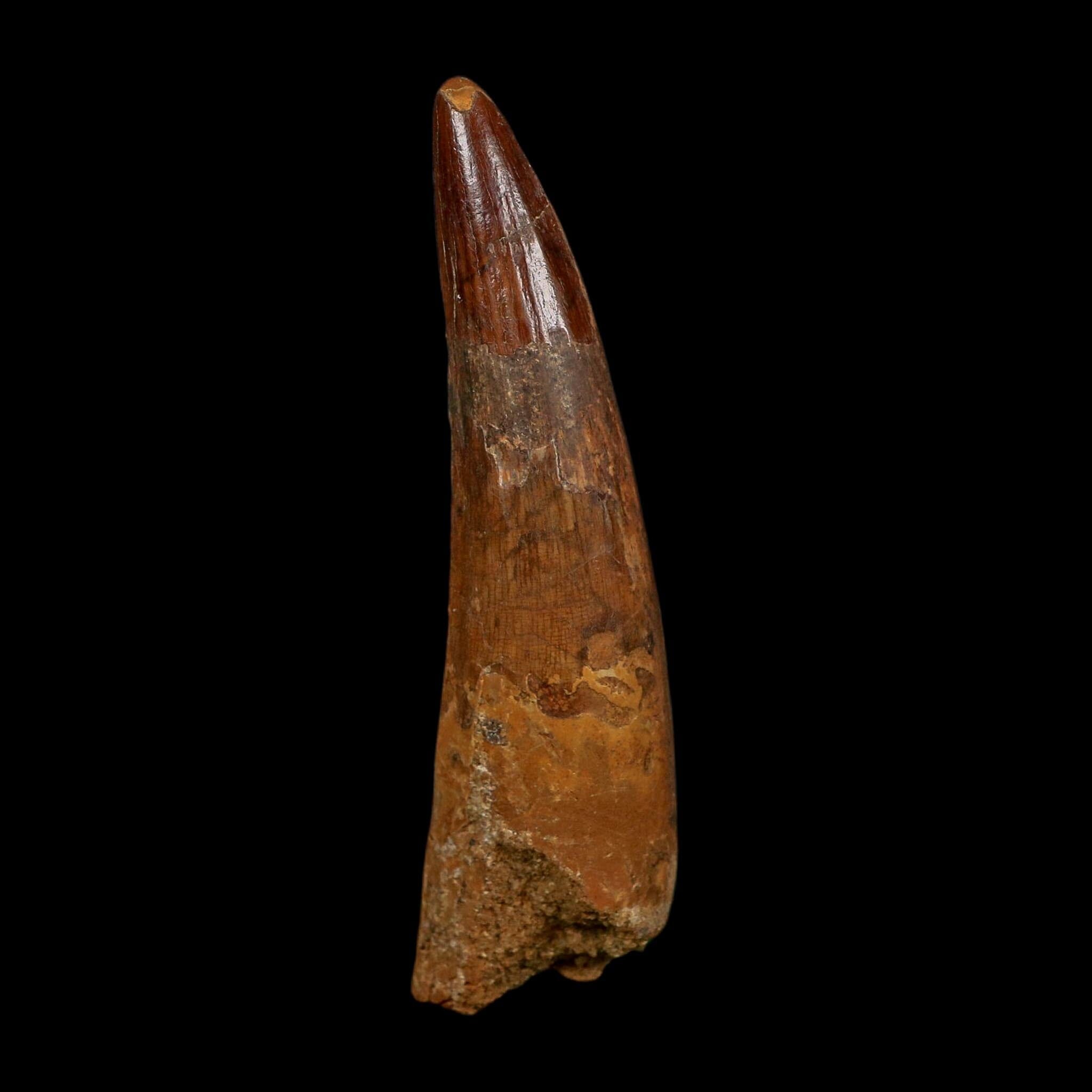 XL 3.5" Spinosaurus Fossil Tooth 100 Million Years Old Cretaceous Dinosaur COA