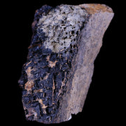 2.3" Tyrannosaurus Rex Fossil Bone Marrow Dinosaur Lance Creek FM Wyoming COA
