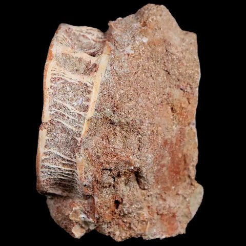 51MM Otodus Obliquus Shark Vertebrae Fossil Bone In Matrix Morocco COA - Fossil Age Minerals