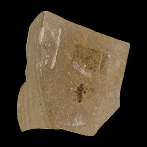 1.2" Fossil Beetle Insect Green River Formation Uintah County Utah Eocene Age - Fossil Age Minerals