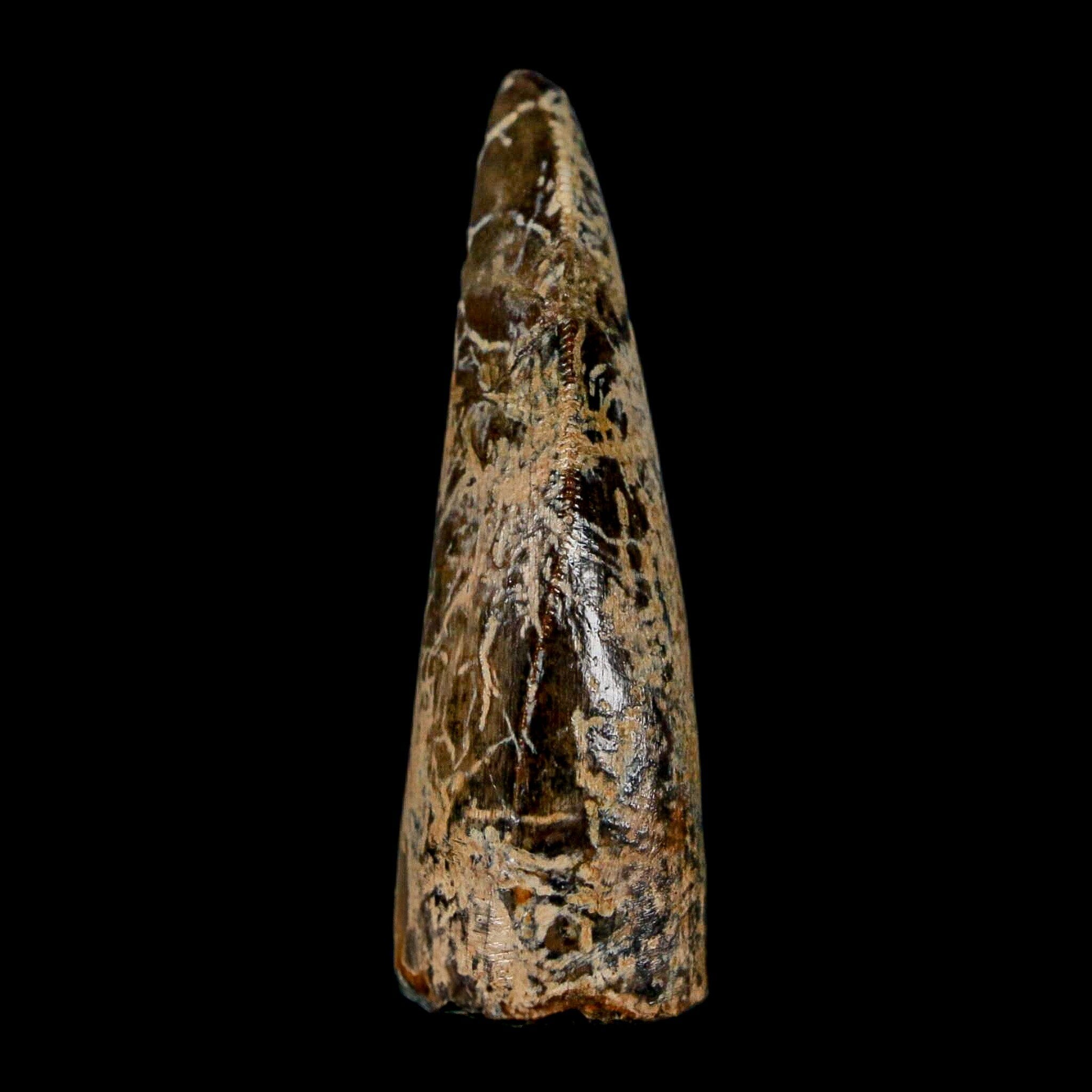 1.6" Tyrannosaurus Rex Fossil Tooth Lance Creek Cretaceous Dinosaur Wyoming COA - Fossil Age Minerals