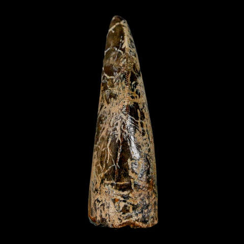 1.6" Tyrannosaurus Rex Fossil Tooth Lance Creek Cretaceous Dinosaur Wyoming COA - Fossil Age Minerals