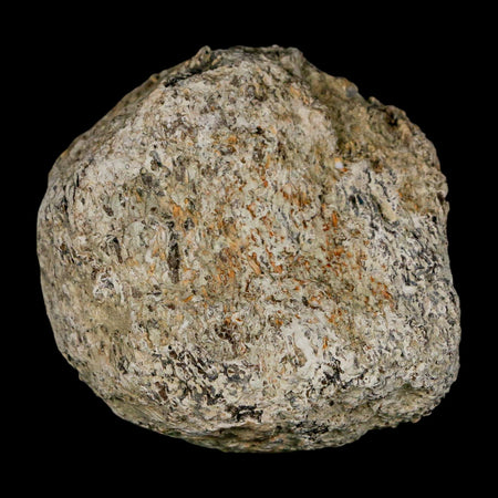 2.3" Stegosaurus Fossil Bone Specimen Morrison FM Wyoming Jurassic Age Dinosaur COA