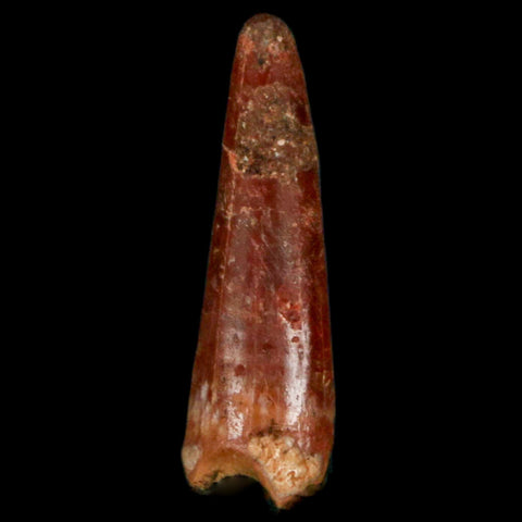 0.9" Pterosaur Coloborhynchus Fossil Tooth Upper Cretaceous Morocco COA, Display - Fossil Age Minerals