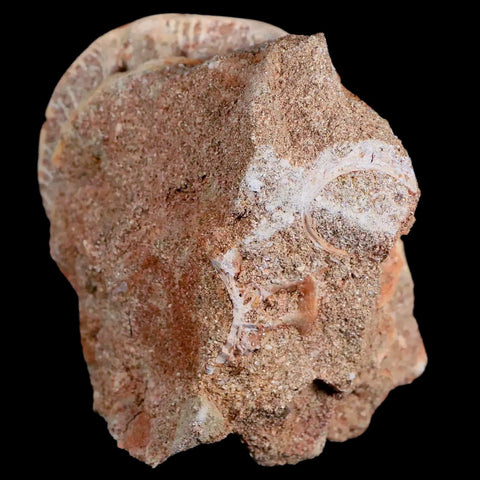 51MM Otodus Obliquus Shark Vertebrae Fossil Bone In Matrix Morocco COA - Fossil Age Minerals