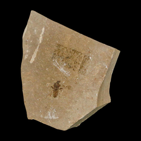 1.2" Fossil Beetle Insect Green River Formation Uintah County Utah Eocene Age - Fossil Age Minerals
