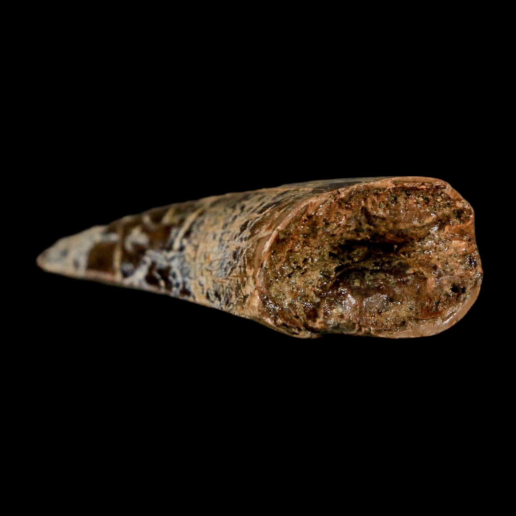 1.6" Tyrannosaurus Rex Fossil Tooth Lance Creek Cretaceous Dinosaur Wyoming COA - Fossil Age Minerals