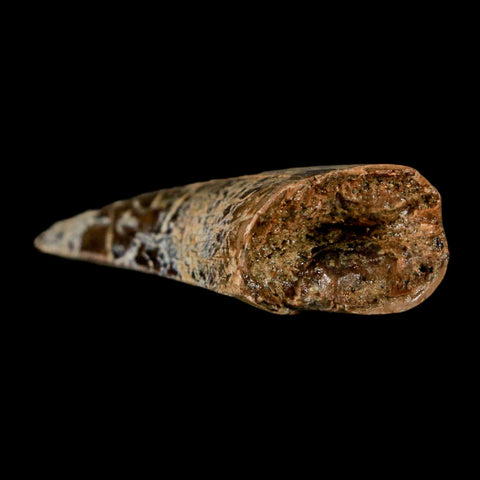 1.6" Tyrannosaurus Rex Fossil Tooth Lance Creek Cretaceous Dinosaur Wyoming COA - Fossil Age Minerals