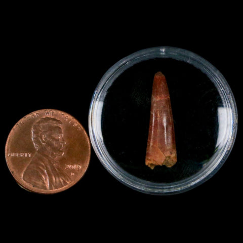 0.9" Pterosaur Coloborhynchus Fossil Tooth Upper Cretaceous Morocco COA, Display - Fossil Age Minerals