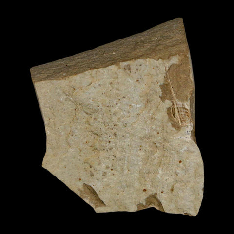 1.2" Fossil Beetle Insect Green River Formation Uintah County Utah Eocene Age - Fossil Age Minerals
