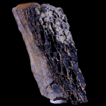 2.3" Tyrannosaurus Rex Fossil Bone Marrow Dinosaur Lance Creek FM Wyoming COA