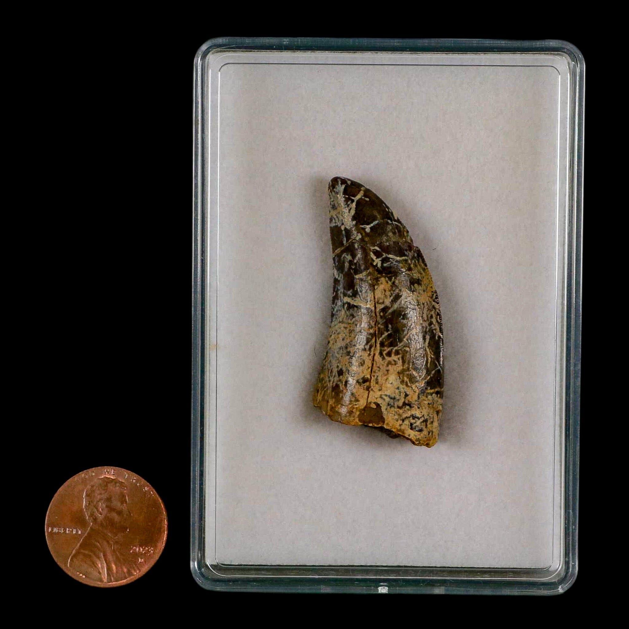 1.6" Tyrannosaurus Rex Fossil Tooth Lance Creek Cretaceous Dinosaur Wyoming COA - Fossil Age Minerals
