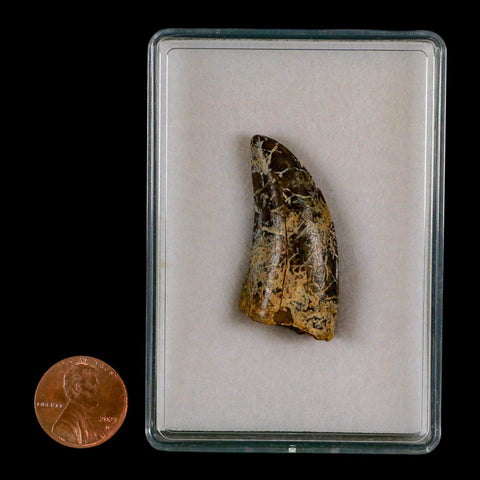 1.6" Tyrannosaurus Rex Fossil Tooth Lance Creek Cretaceous Dinosaur Wyoming COA - Fossil Age Minerals