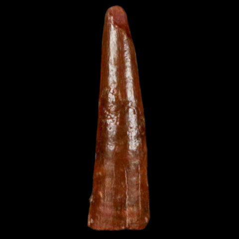 0.9" Pterosaur Coloborhynchus Fossil Tooth Upper Cretaceous Morocco COA, Display - Fossil Age Minerals