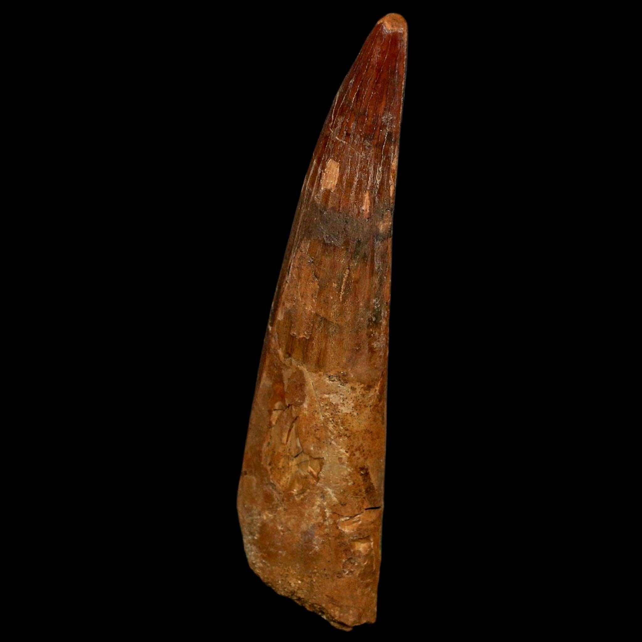 XL 3.5" Spinosaurus Fossil Tooth 100 Million Years Old Cretaceous Dinosaur COA