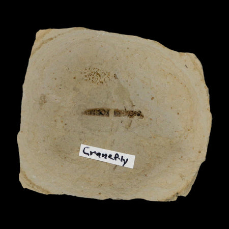 0.7" Fossil Crane Fly Insect Green River FM Uintah County Utah Eocene Age