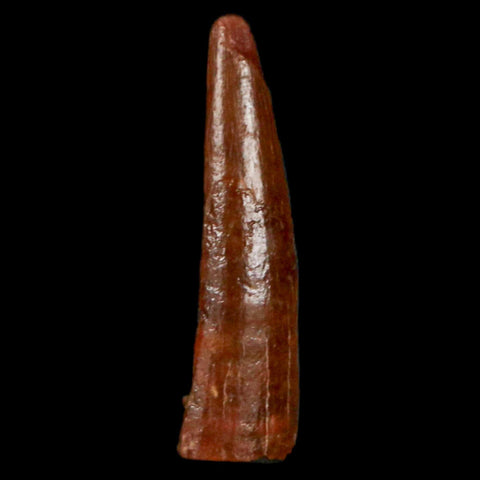 0.9" Pterosaur Coloborhynchus Fossil Tooth Upper Cretaceous Morocco COA, Display - Fossil Age Minerals