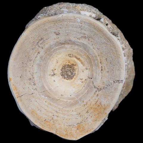 52MM Otodus Obliquus Shark Vertebrae Fossil Bone In Matrix Morocco COA - Fossil Age Minerals