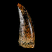 2.8" Tyrannosaurus Rex Fossil Tooth Lance Creek Cretaceous Dinosaur Wyoming COA