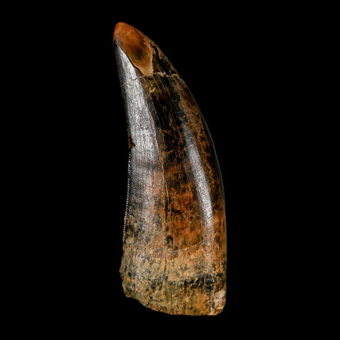 2.8" Tyrannosaurus Rex Fossil Tooth Lance Creek Cretaceous Dinosaur Wyoming COA - Fossil Age Minerals