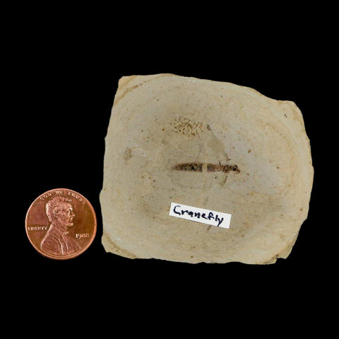 0.7" Fossil Crane Fly Insect Green River FM Uintah County Utah Eocene Age - Fossil Age Minerals
