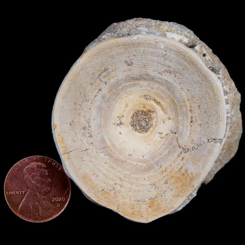 52MM Otodus Obliquus Shark Vertebrae Fossil Bone In Matrix Morocco COA - Fossil Age Minerals