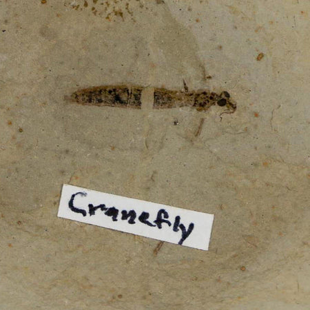 0.7" Fossil Crane Fly Insect Green River FM Uintah County Utah Eocene Age