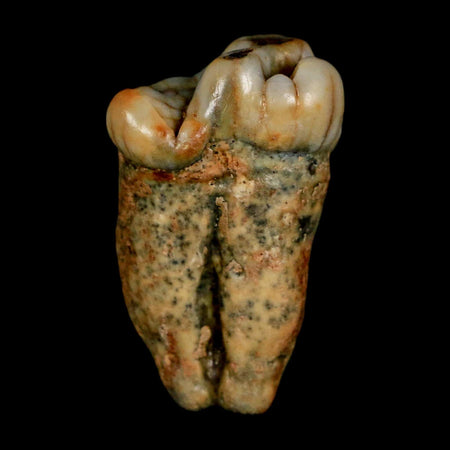1.1" Extinct Cave Bear Ursus Spelaeus Pre-Molar Tooth Rooted Pleistocene Age COA