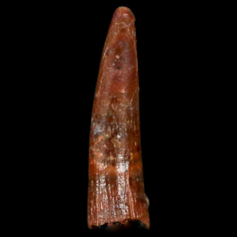 0.9" Pterosaur Coloborhynchus Fossil Tooth Upper Cretaceous Morocco COA, Display - Fossil Age Minerals