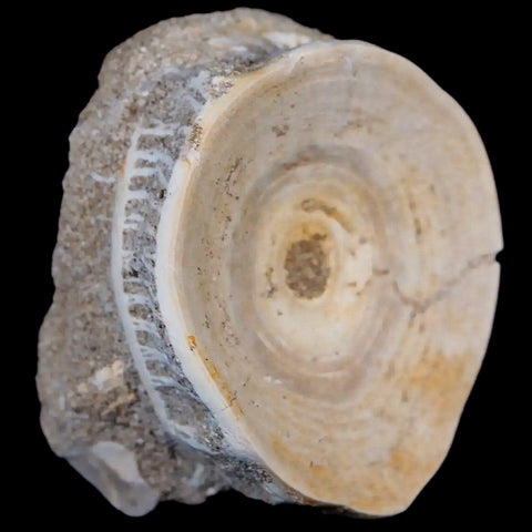 52MM Otodus Obliquus Shark Vertebrae Fossil Bone In Matrix Morocco COA - Fossil Age Minerals