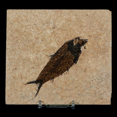 3.6" Knightia Eocaena Fossil Fish Green River FM Wyoming Eocene Age COA & Stand