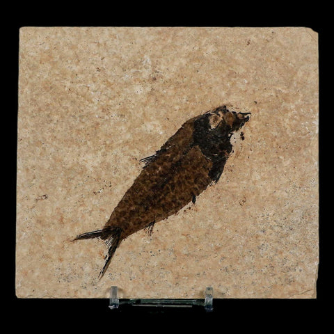 3.6" Knightia Eocaena Fossil Fish Green River FM Wyoming Eocene Age COA & Stand