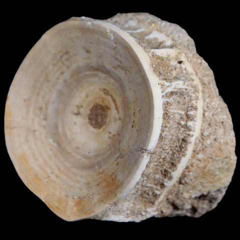 52MM Otodus Obliquus Shark Vertebrae Fossil Bone In Matrix Morocco COA - Fossil Age Minerals