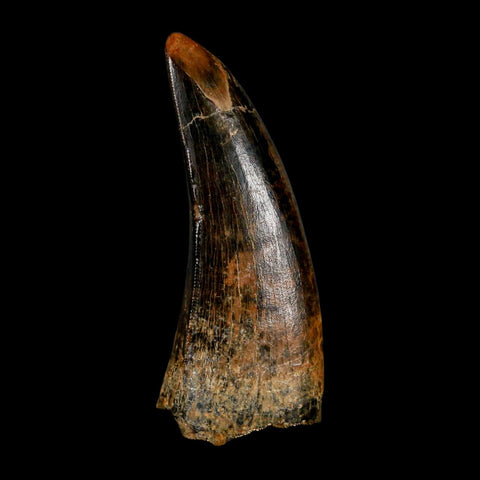 2.8" Tyrannosaurus Rex Fossil Tooth Lance Creek Cretaceous Dinosaur Wyoming COA - Fossil Age Minerals