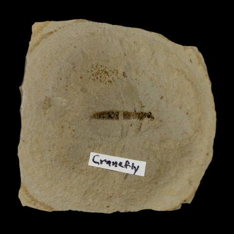 0.7" Fossil Crane Fly Insect Green River FM Uintah County Utah Eocene Age - Fossil Age Minerals