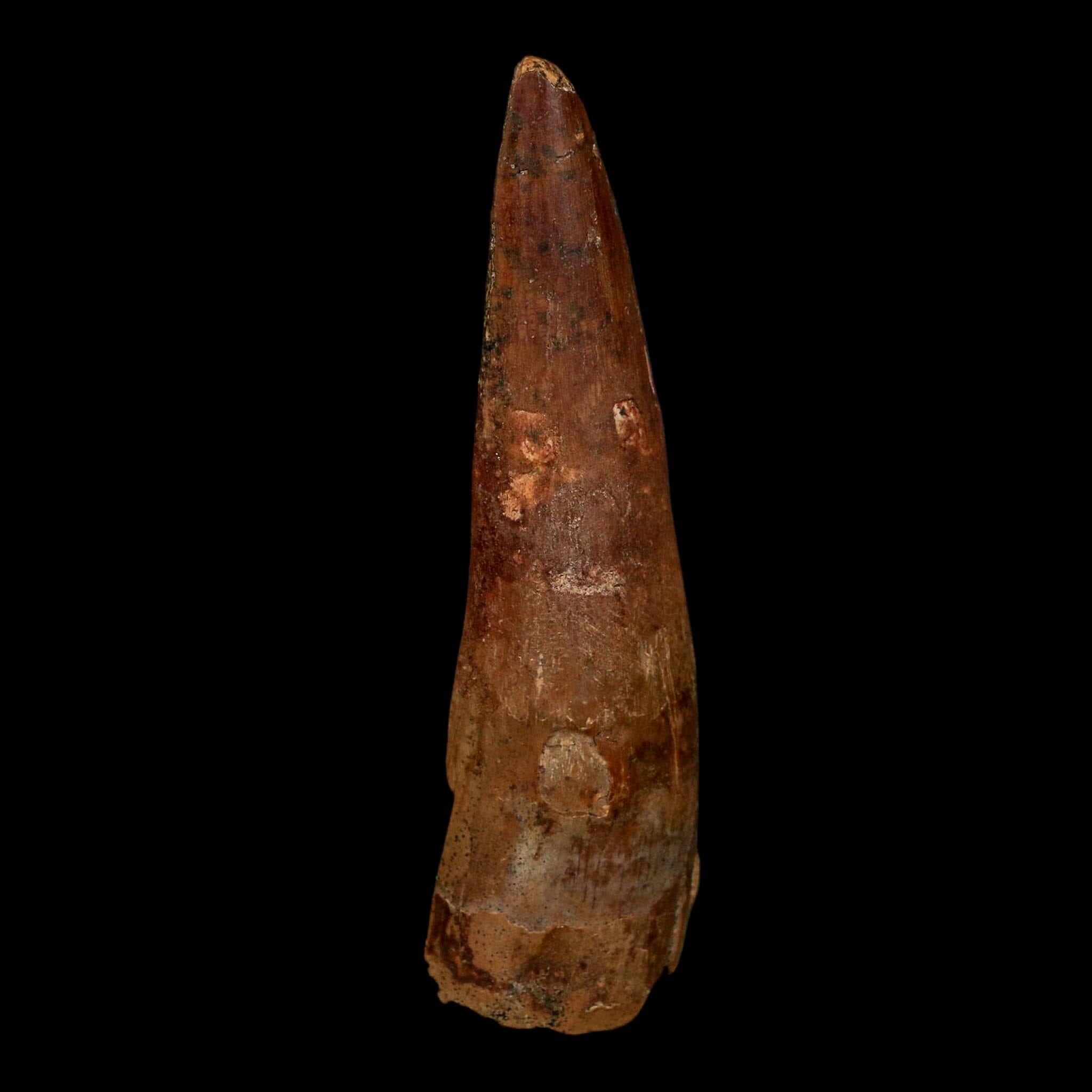 XL 3.3" Spinosaurus Fossil Tooth 100 Million Years Old Cretaceous Dinosaur COA