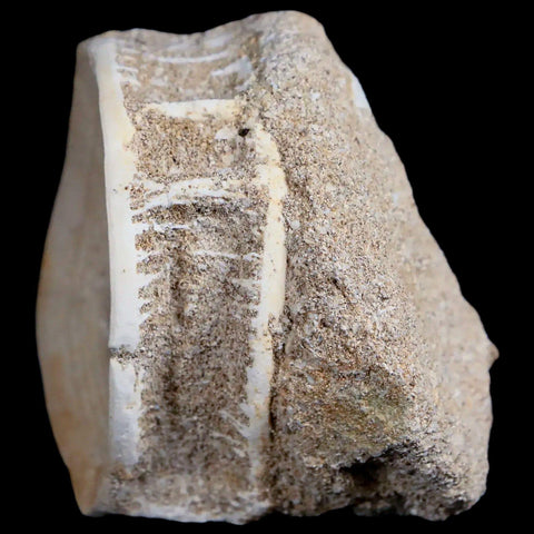 52MM Otodus Obliquus Shark Vertebrae Fossil Bone In Matrix Morocco COA - Fossil Age Minerals