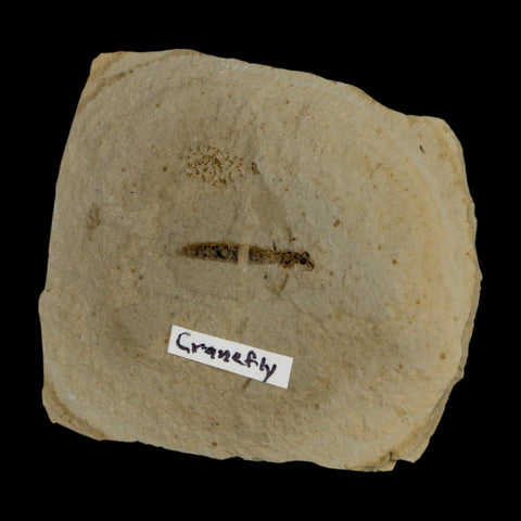 0.7" Fossil Crane Fly Insect Green River FM Uintah County Utah Eocene Age - Fossil Age Minerals