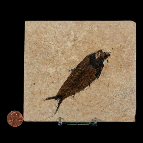 3.6" Knightia Eocaena Fossil Fish Green River FM Wyoming Eocene Age COA & Stand