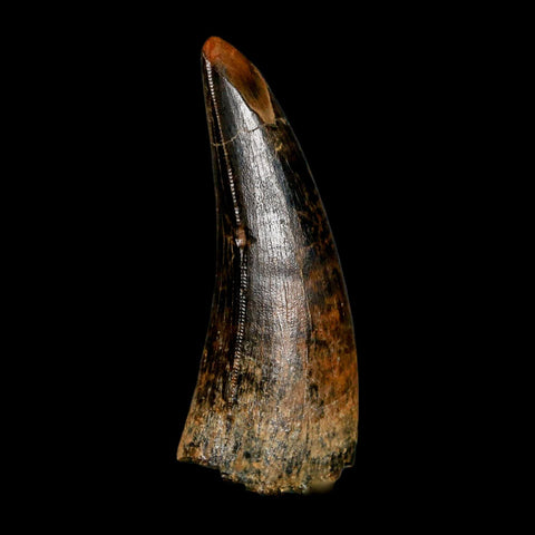 2.8" Tyrannosaurus Rex Fossil Tooth Lance Creek Cretaceous Dinosaur Wyoming COA - Fossil Age Minerals